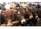 রাজধানীতে ৪৬ শর্তে বসবে ২১ পশুর হাট